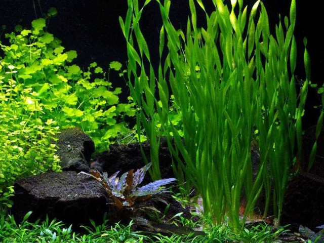 Валлиснерия - идеальное аквариумное растение для оформления и очистки воды