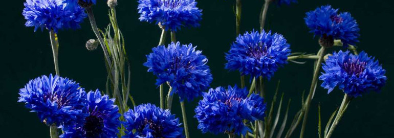 Фотографии васильков - прекрасные цветы, украшение природы и садов