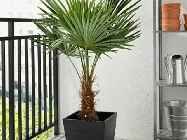 Веерная пальма - подробный гид по уходу в домашних условиях с фото