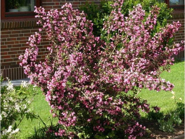 Вейгела цветущая Виктория - роскошное растение, способное украсить любой сад своими яркими и изысканными цветками
