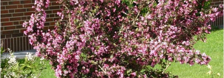 Вейгела цветущая Виктория - роскошное растение, способное украсить любой сад своими яркими и изысканными цветками