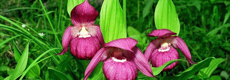 Редкие виды цветкового растения Венерин башмачок выведены из-под угрозы исчезновения и включены в Красную книгу - уникальная находка благодаря усовершенствованным методам восстановления экосистем