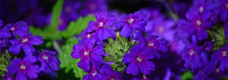 Вербена - многосторонний полезный растительный цветок для здоровья и красоты