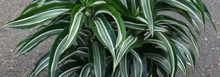 Виды драцен - фото и названия популярных разновидностей этого растения