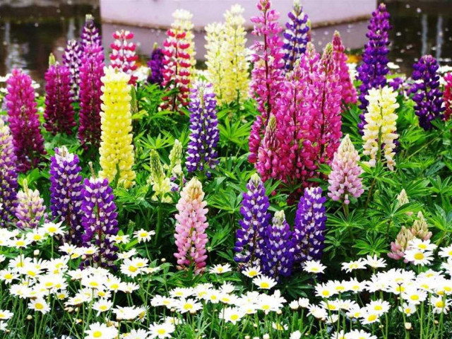 Узнайте о разных типах садовых цветов, чтобы создать красочное и уютное ансамбль