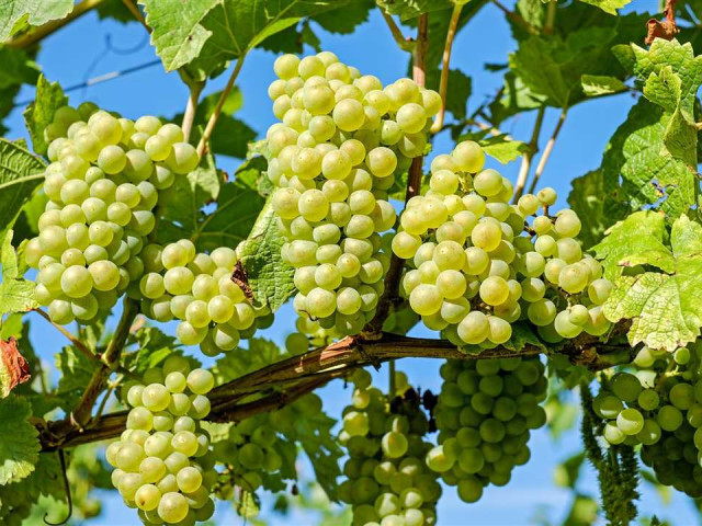 Виноград - преимущества и вред для здоровья, разновидности и способы выращивания