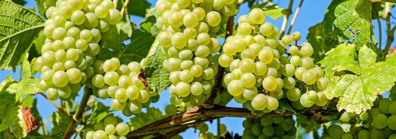 Виноград - преимущества и вред для здоровья, разновидности и способы выращивания