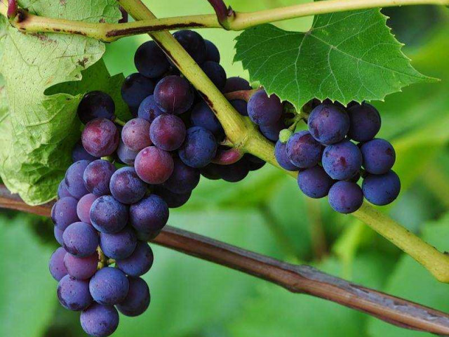 Изумительный сорт винограда Изабелла - описание, особенности и фотографии