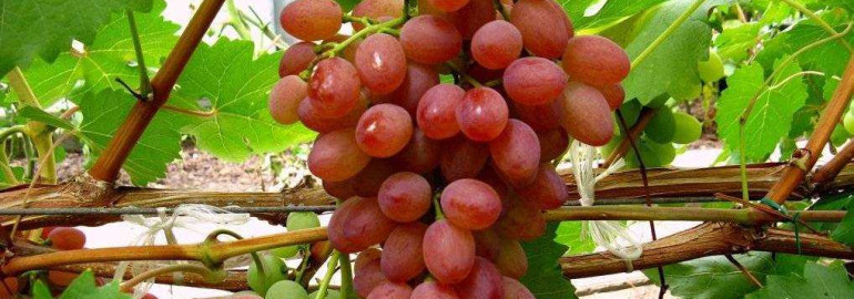 Исключительно красивый и очень вкусный кишмиш-лучистый виноград - подробное описание сорта и фото