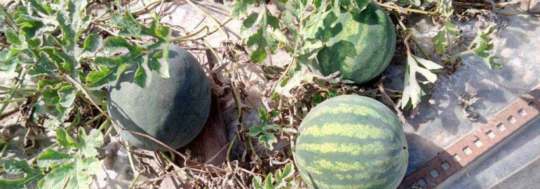 Как успешно вырастить вкусные и сочные арбузы в вашем собственном саду
