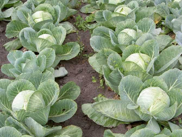 Практические советы по выращиванию капусты белокочанной в условиях открытого грунта - опыт и рекомендации