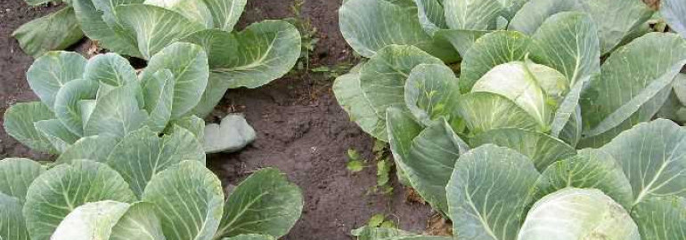 Практические советы по выращиванию капусты белокочанной в условиях открытого грунта - опыт и рекомендации