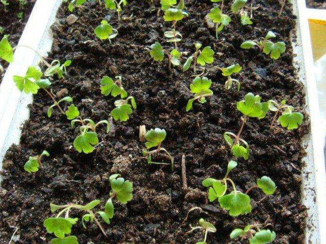 Выращивание корневого сельдерея через рассаду - особенности выращивания, советы и рекомендации