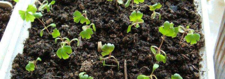 Выращивание корневого сельдерея через рассаду - особенности выращивания, советы и рекомендации
