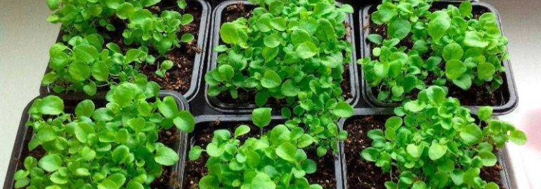 Как вырастить лобелию из семян - наглядное пошаговое руководство, советы и секреты