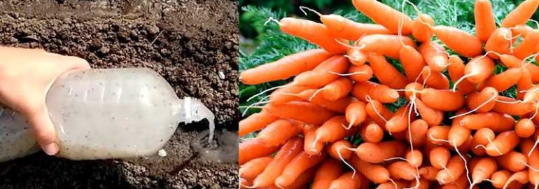 Простой и эффективный способ выращивания вкусной и красивой моркови в открытом грунте - пошаговая инструкция с подробным видеоуроком!