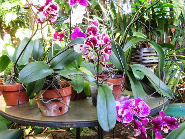 Выращивание и уход за орхидеями в домашних условиях - секреты успешного выращивания, полезные советы и рекомендации