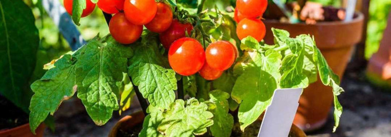 Идеальное руководство по выращиванию сочных и вкусных помидоров зимой в домашних условиях для настоящих гурманов