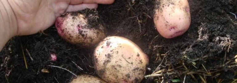 Выращивание раннего картофеля - секреты успешного урожая в своем саду