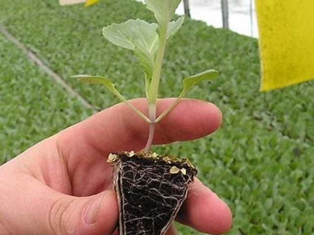 Растим качественную рассаду капусты в теплице - простые советы и эффективные методы