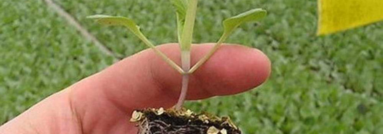 Растим качественную рассаду капусты в теплице - простые советы и эффективные методы