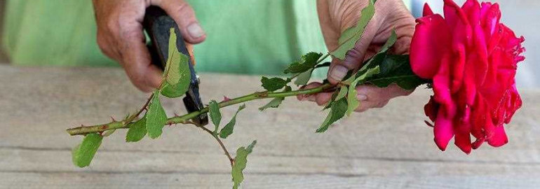 Как вырастить розы из черенков - пошаговая инструкция для начинающих