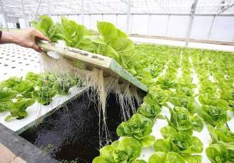 Как с выгодой и без потерь выращивать салат в теплице зимой и продавать его в течение всего года
