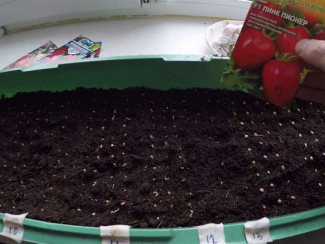 Основные секреты успешного выращивания томатов из семян - пошаговая инструкция для непрофессионалов