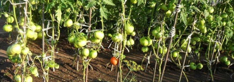 Простой и эффективный способ выращивания качественных томатов в открытом грунте