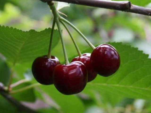 Описание сорта вишни подбельской - процветающий садовый растение с прекрасными плодами