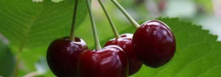 Описание сорта вишни подбельской - процветающий садовый растение с прекрасными плодами