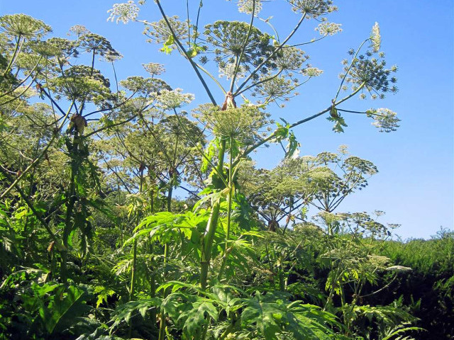 Каштан - высокое растение с 6 буквами