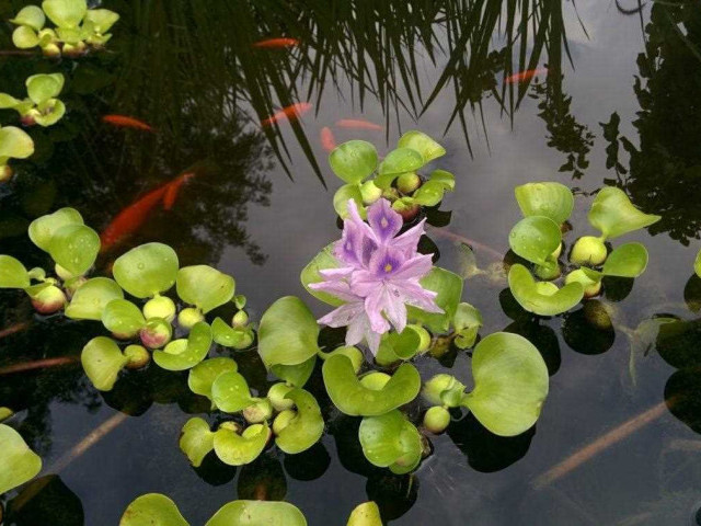 Исследование наиболее подходящих видов водных растений для создания пруда на вашем участке