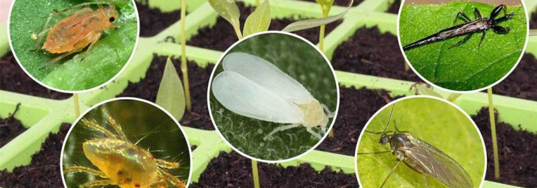 Как защитить ваши комнатные растения от вредителей и обеспечить их здоровый рост и развитие