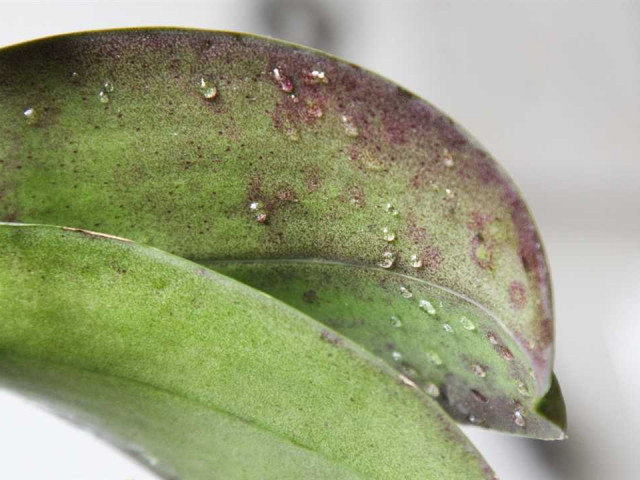 Вредители орхидей фаленопсис - как справиться с насекомыми и грибками на орхидеях