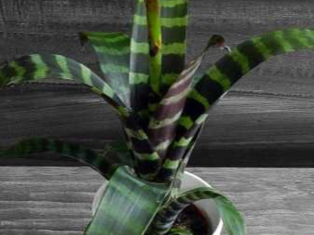 Вриезия спленриет – идеальное растение для домашнего украшения - правила ухода