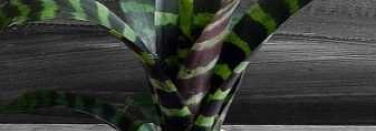 Вриезия спленриет – идеальное растение для домашнего украшения - правила ухода