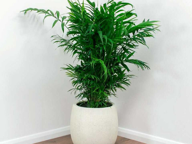 Хамедорея - декоративное растение, которое можно легко выращивать в домашних условиях без особых усилий и затрат