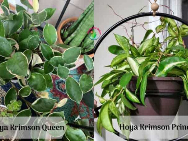 Хойя кримсон квин - правила выращивания, уход и особенности этого растения