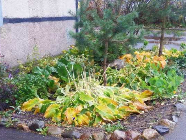 Хосты на зиму - как правильно выбрать, укоренить и защитить растение от низких температур