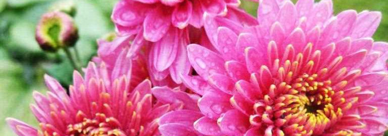 Красивые и яркие фото хризантемы аленка, прекрасное украшение сада и дома