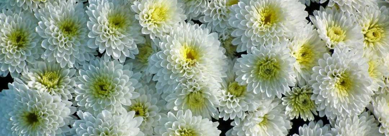 Как правильно выращивать и ухаживать за хризантемами - секреты прекрасных цветов в вашем саду