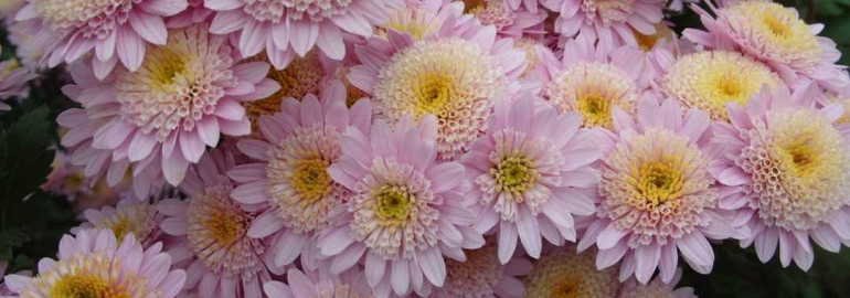 Хризантемы - элегантные и красочные цветы, используйте фото для вдохновения