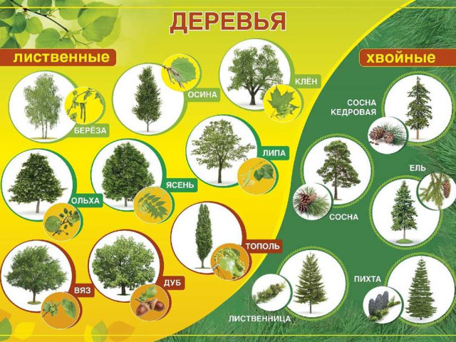 Характеристики, применение и выращивание хвойных деревьев - все, что нужно знать!