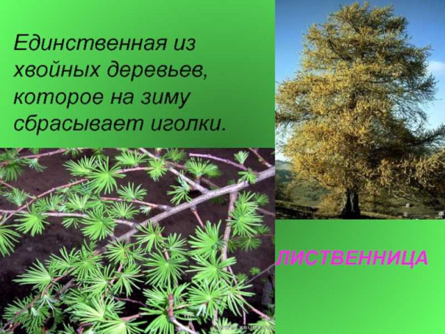 Хвойное дерево, которое сбрасывает хвою на зиму, обладает уникальной способностью сохранять свою зелень в течение всего года
