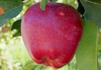 Красочные фотографии яблок сорта Джонатан с уникальными свойствами и привлекательным внешним видом для вашего глаза и аппетита!