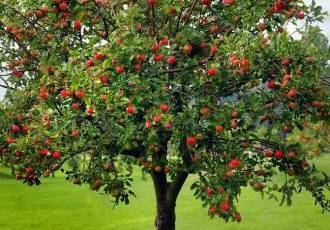 Благородное дерево яблони - история культивирования, разнообразие сортов и полезные свойства настоящего дара природы