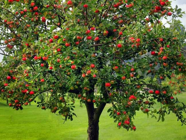 Благородное дерево яблони - история культивирования, разнообразие сортов и полезные свойства настоящего дара природы