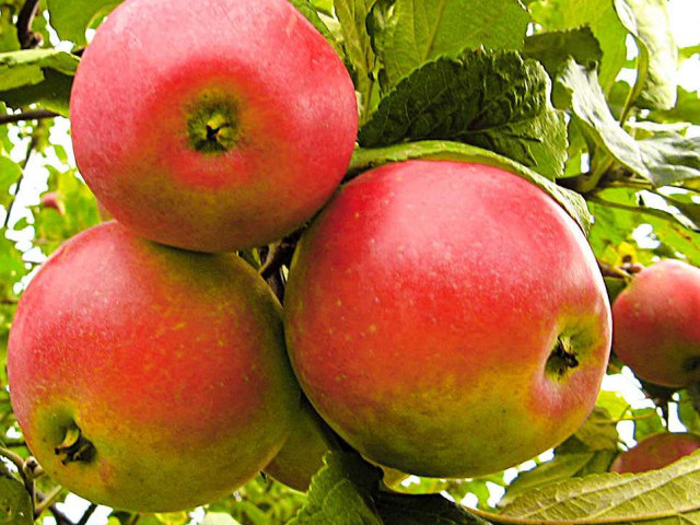 Яблоня краса свердловска - запоминающиеся яркими цветами и вкусными плодами сорта "краса свердловска" для вашего сада