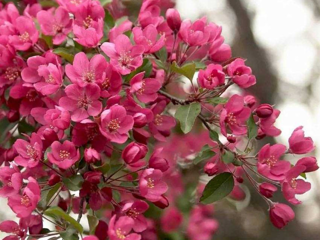 Яблоня Недзвецкого - красавица цветущего сада - фото и подробное описание
